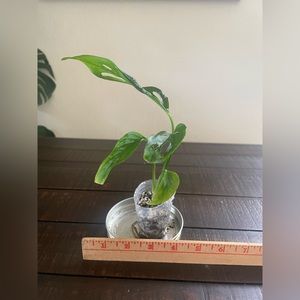 Monstera Adansonii